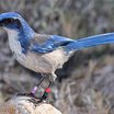 Island Scrub-Jay
